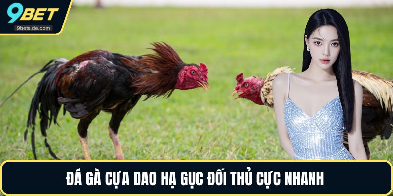 Đá gà cựa dao hạ gục đối thủ cực nhanh