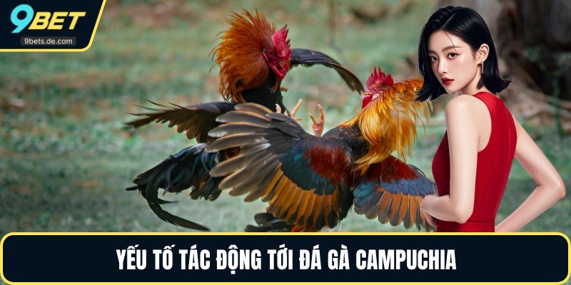 Yếu tố tác động tới đá gà campuchia